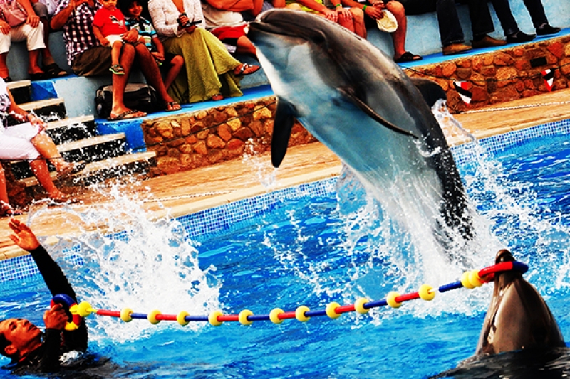Family Trip Dolphin Show in Sharm El Sheikh