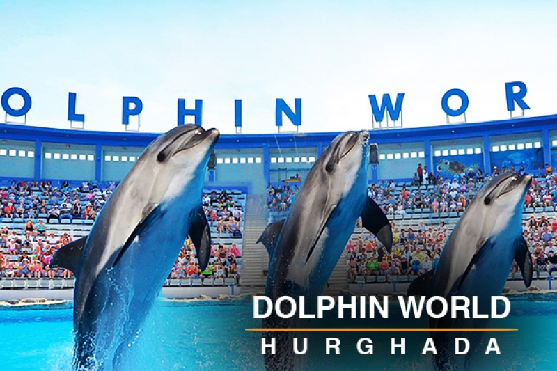 Dolphin world